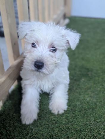 West Highland Terrier puppies