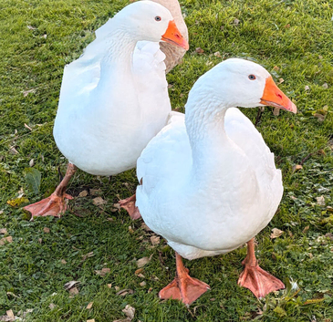 Embden Breeding Pair of Geese for Sale