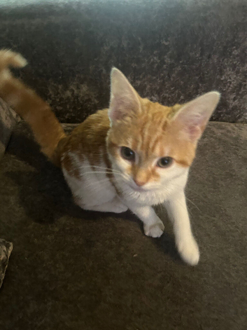 Beautiful female kitty