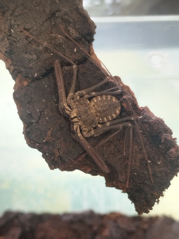 Tailless whip scorpion