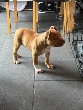 Pocket bully