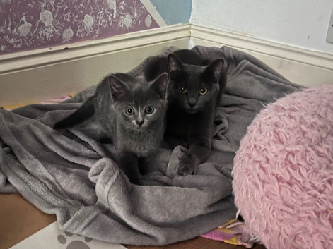 Russian Blue kittens for sale