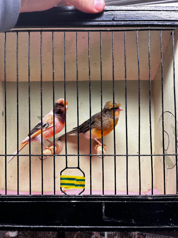 Pair of harlequins