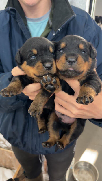 Rottwiller pups