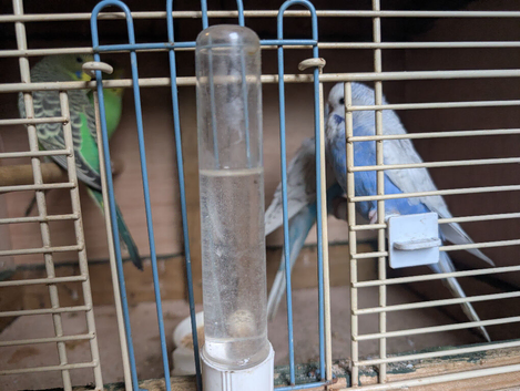 Baby budgies