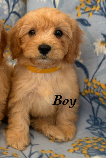 Cavapoo puppy&rsquo;s ready to leave!!