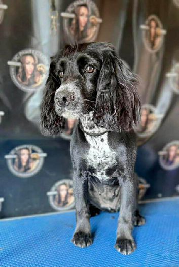 Cocker spaniels