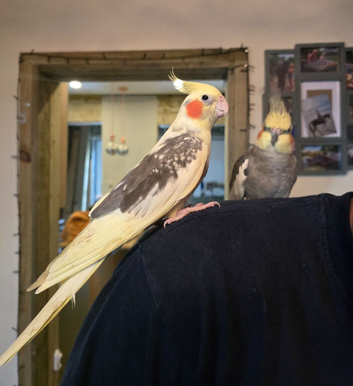 Cockatiel Pair