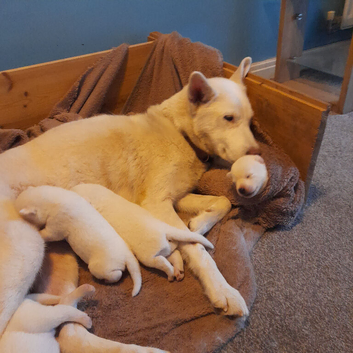 Siberian husky puppies