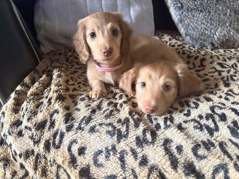 ABSOLUTE BARGAIN! 11-Week True KC Mini Dachshunds