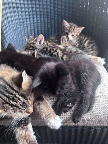 Kittens