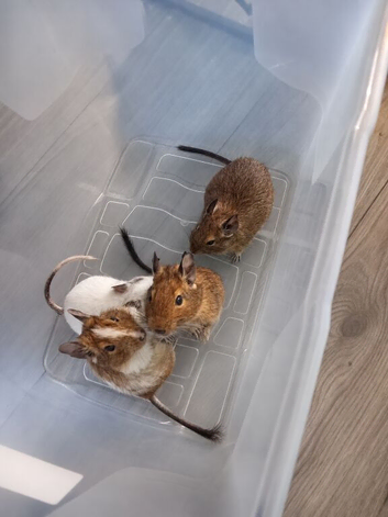Degus. 4 males 4 females