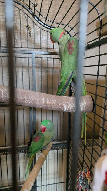 Quality Proven Pair of Large Alexandrines