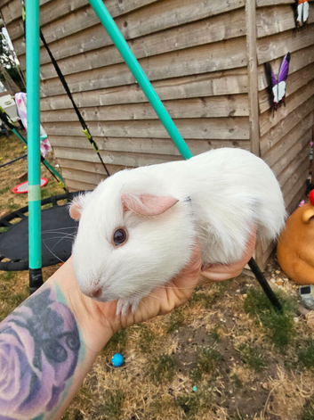 Single baby sow