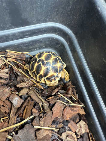 Indian star tortoise babies CB 2025