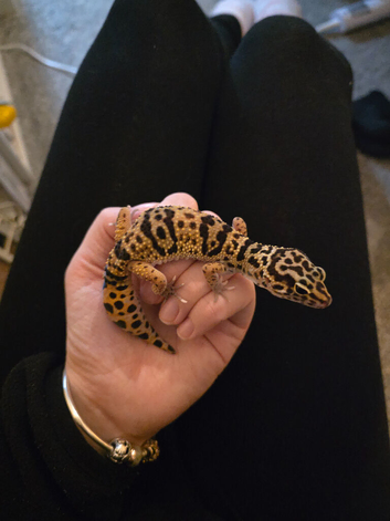 1 year and 1 month old lepord gecko, really well handled