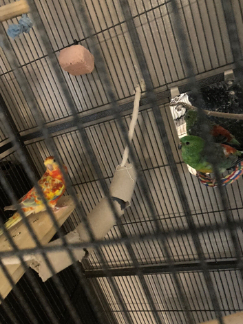 X2 red rump parkeets