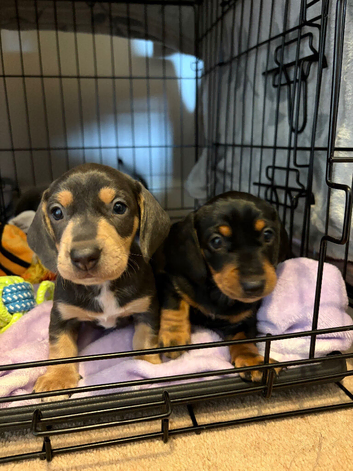 stunning miniature dachshund puppies