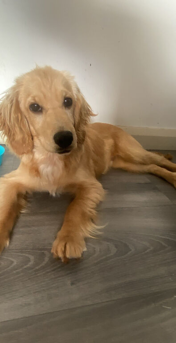 Cocker spaniel