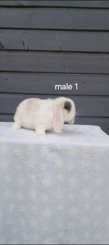 Beautiful purebred mini lops