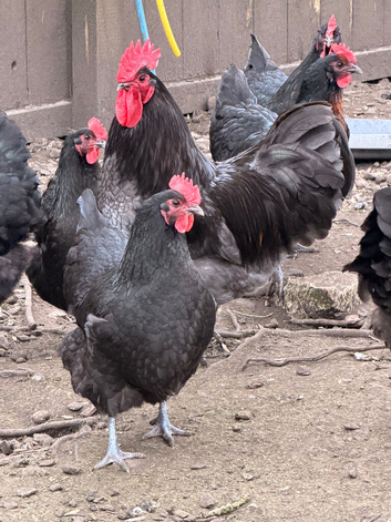 Chicken hens and chicks