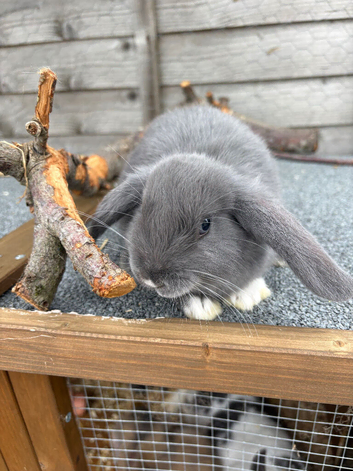 4 mini lop cross for sale