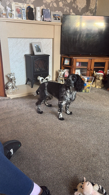 9 months old cocker spaniel