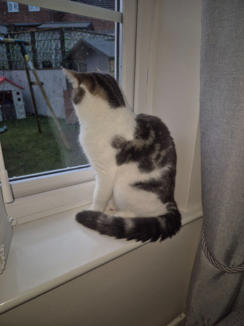 British shorthair x maincoon