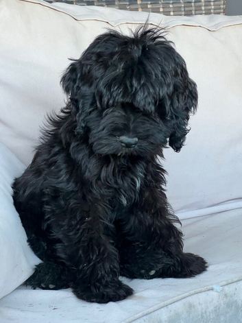 Albert looking for a loving home