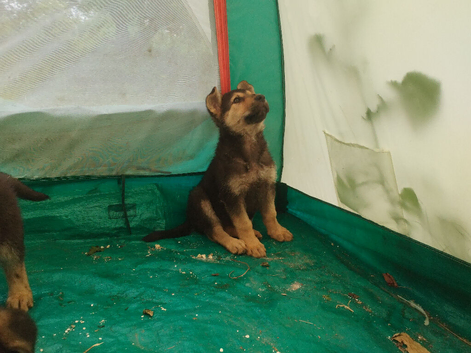 A wonderful little female puppies for rehoming.