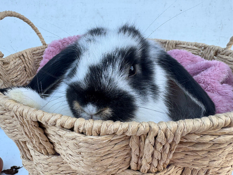 Giant pure bred French lop rabbits will be huge bunnies