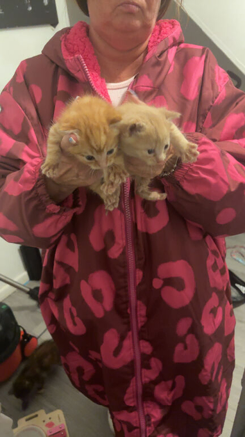 Main coon/bengal kittens