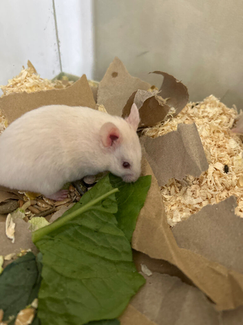 Syrian hamster baby females - Ready Now