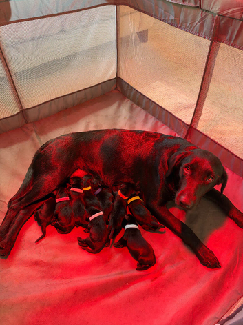 Black Labrador Puppies