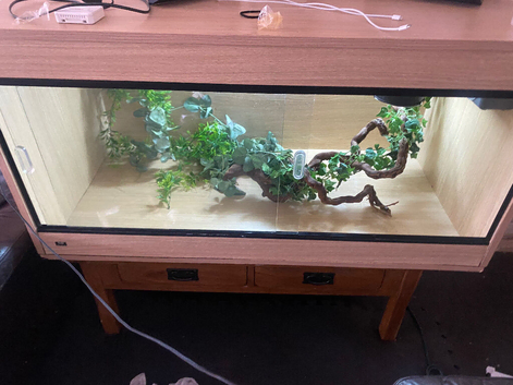 Reptile tank