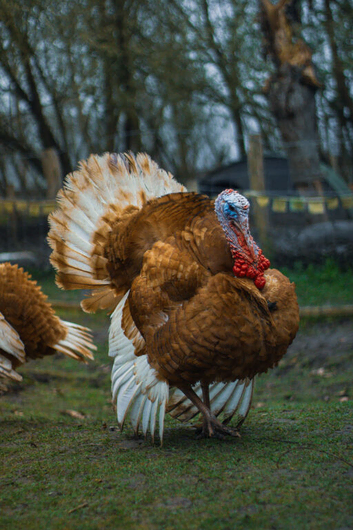 Bourbon Red heritage turkey stag - SOLD