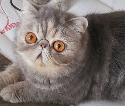 Stunning Blue Cream Tabby Exotic