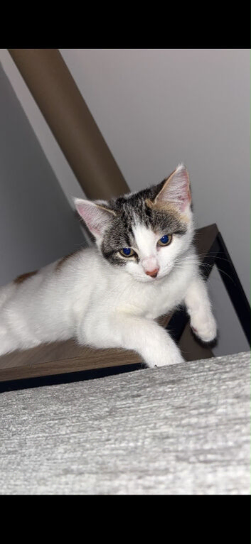 Adorable female kitten for sale due to allergy