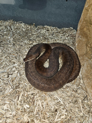 Breeding pair childrens python