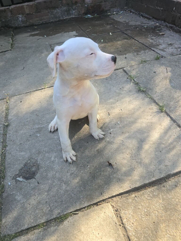 American bulldog pups ready to go