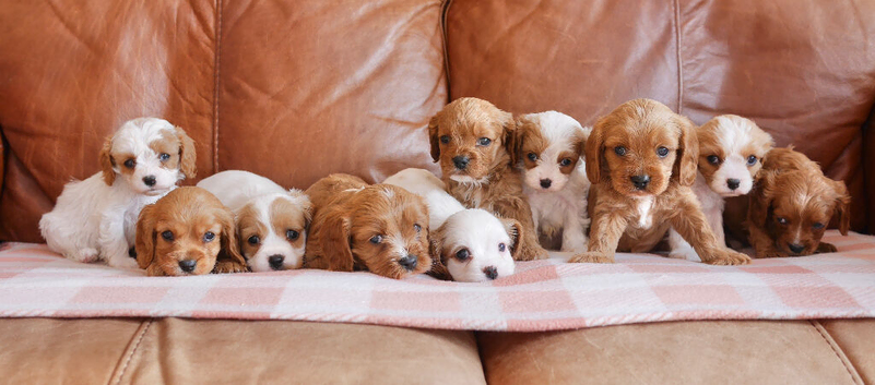 Stunning Health Tested F1b Cavapoo Puppies