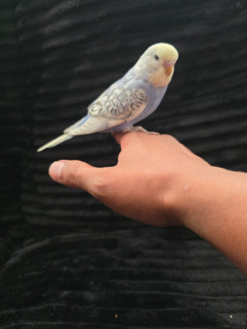 Super hand tammed baby budgies for sale