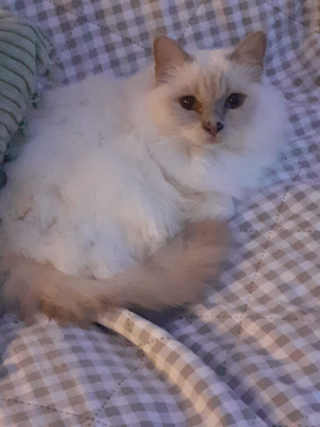 Gorgeous Lilac Birman girl