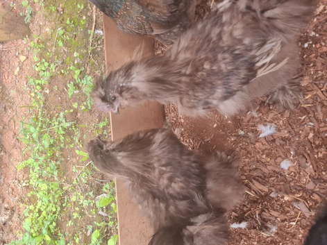 Silkie Cockerell
