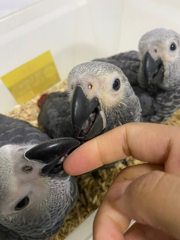 2Males Baby African grey Congo&rsquo;s