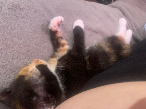 9 week old female kitten