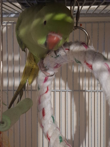 Unsexed Indian Ringneck 6 months old.