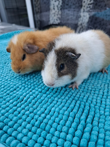 Young Female Guinea Pigs looking for their forever homes (various breeds)