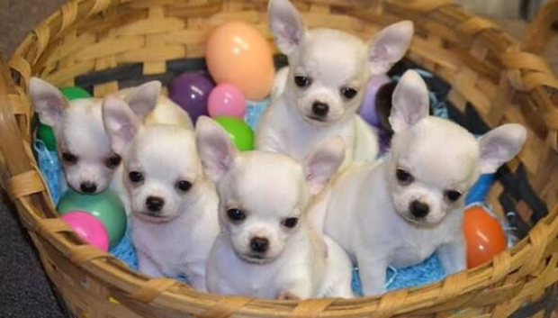 Puppies for sale