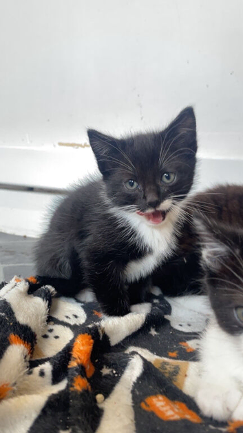 Male kitten ready to go